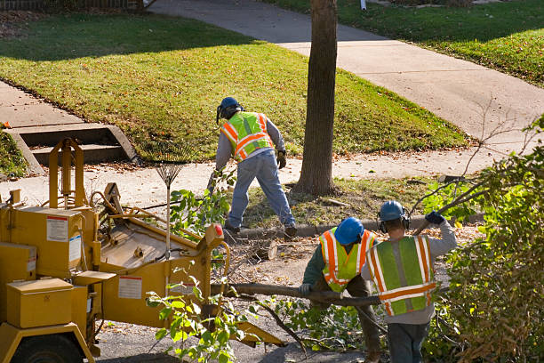 How Our Tree Care Process Works  in  Shreveport, LA