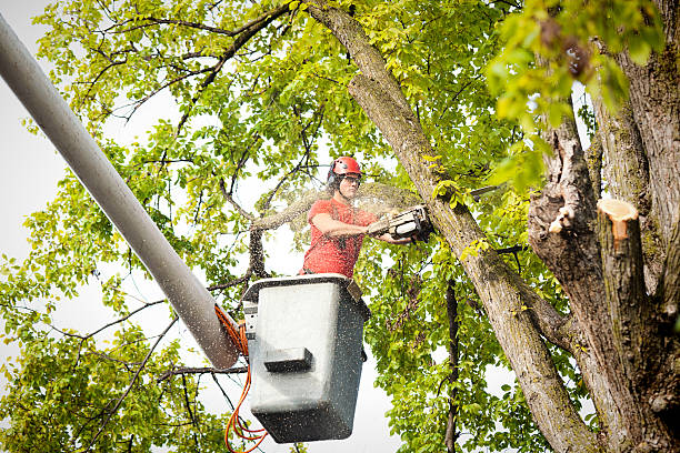 Professional Tree Care Services in Shreveport, LA